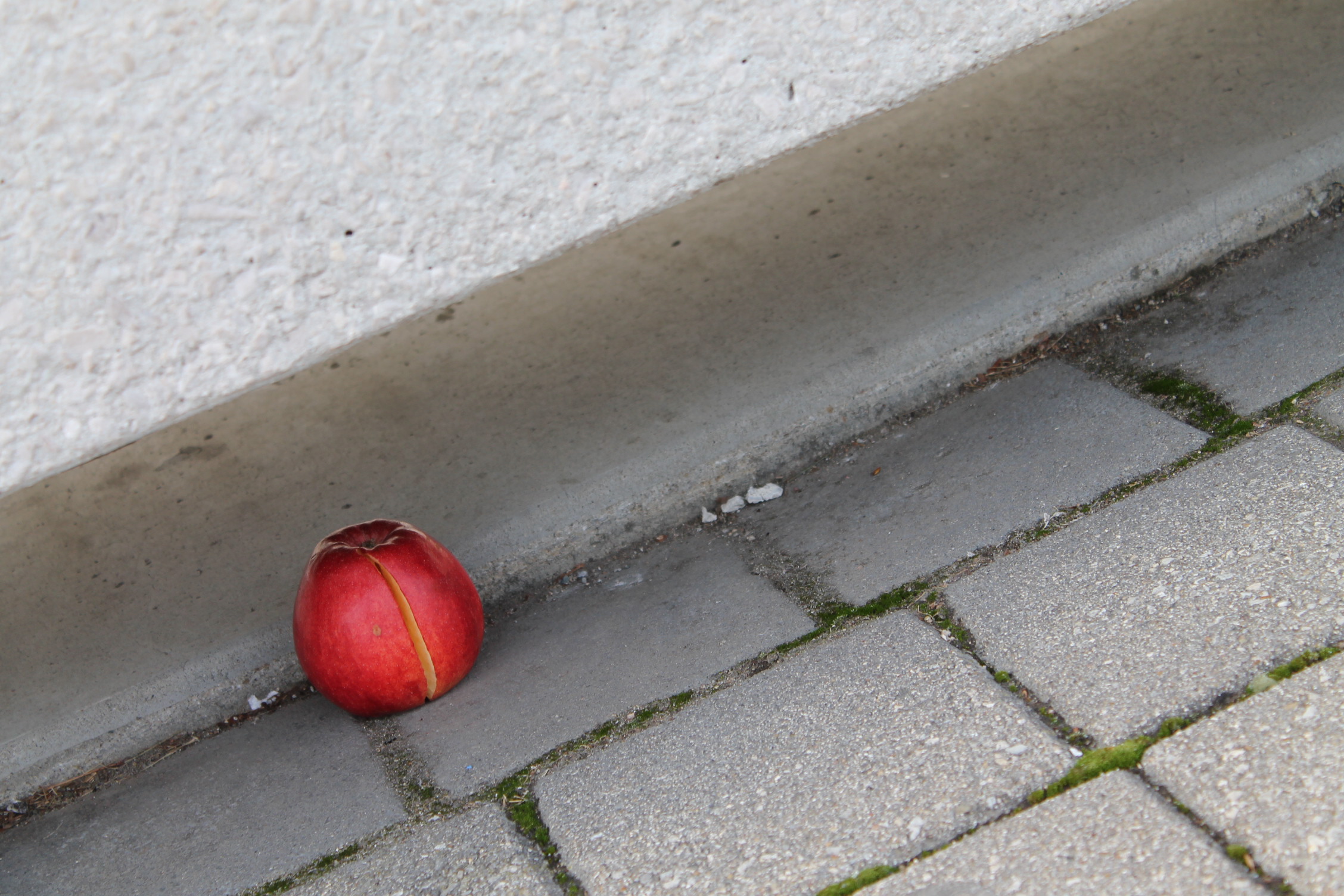 an apple lying on the cement beneath a bench at Purdue University