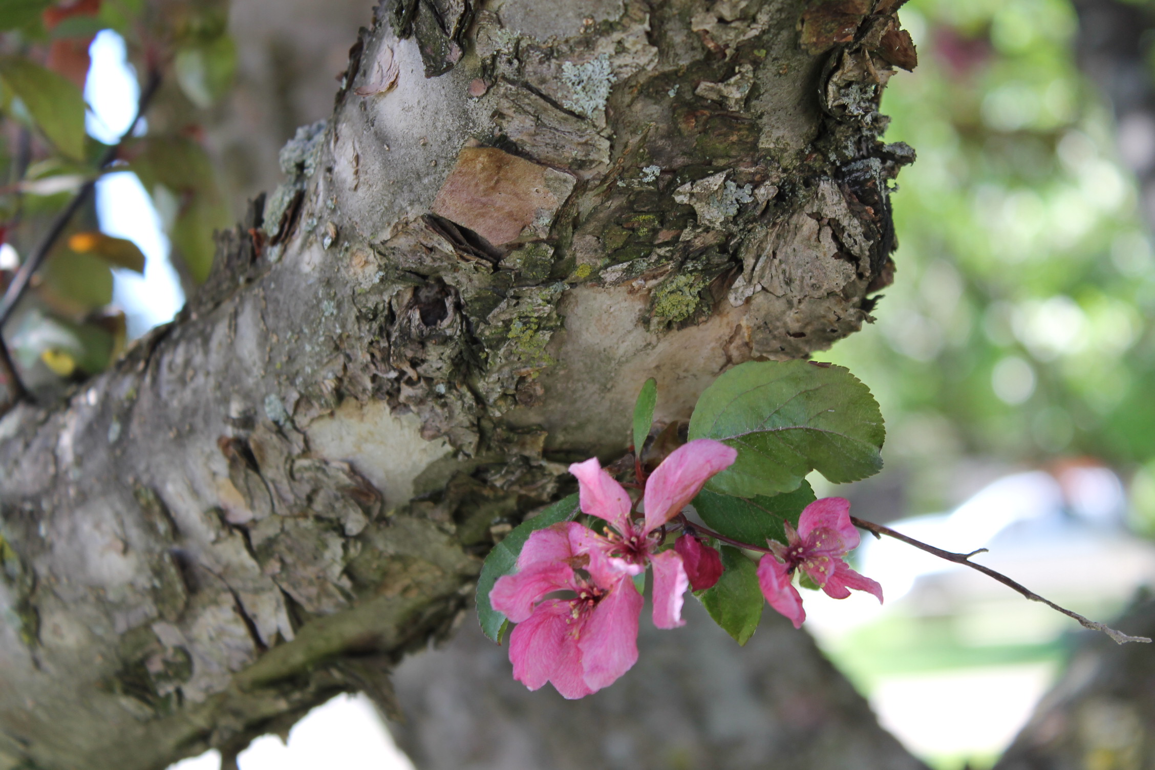 lone cherry blossom blooming on a tree branch