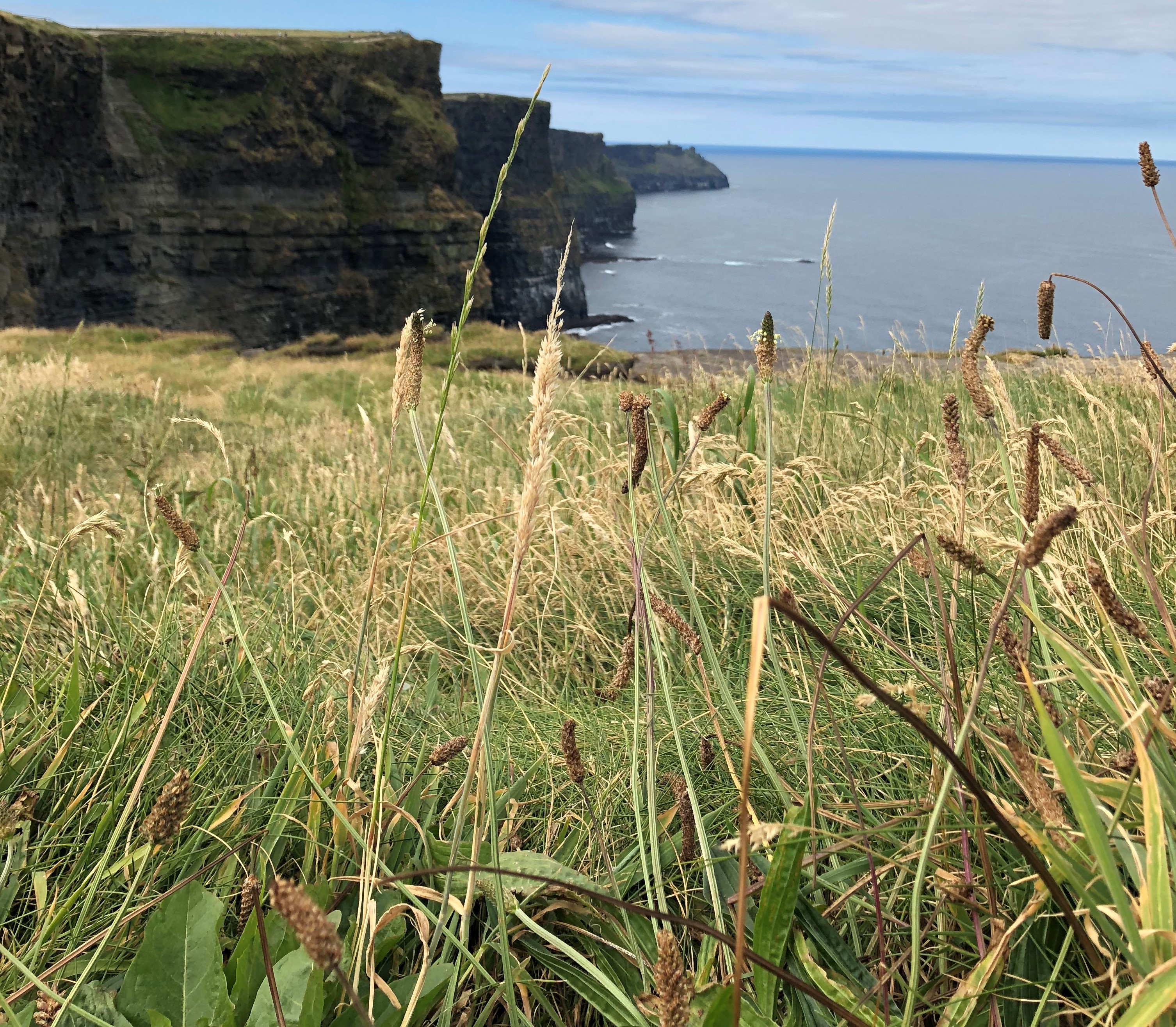 a view of the Cliffs of Moher through tall weeds