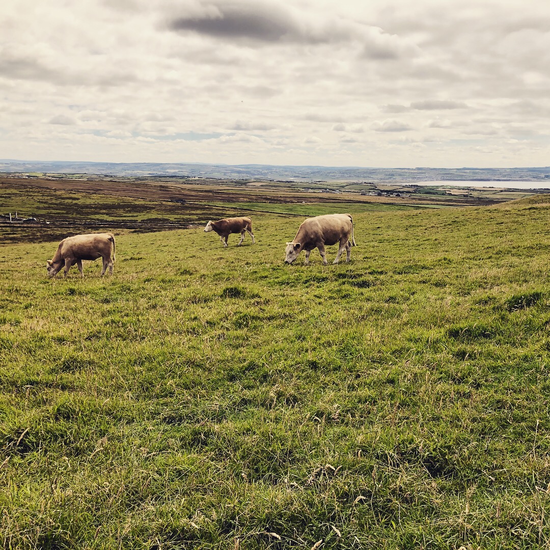 cows grazing in a field