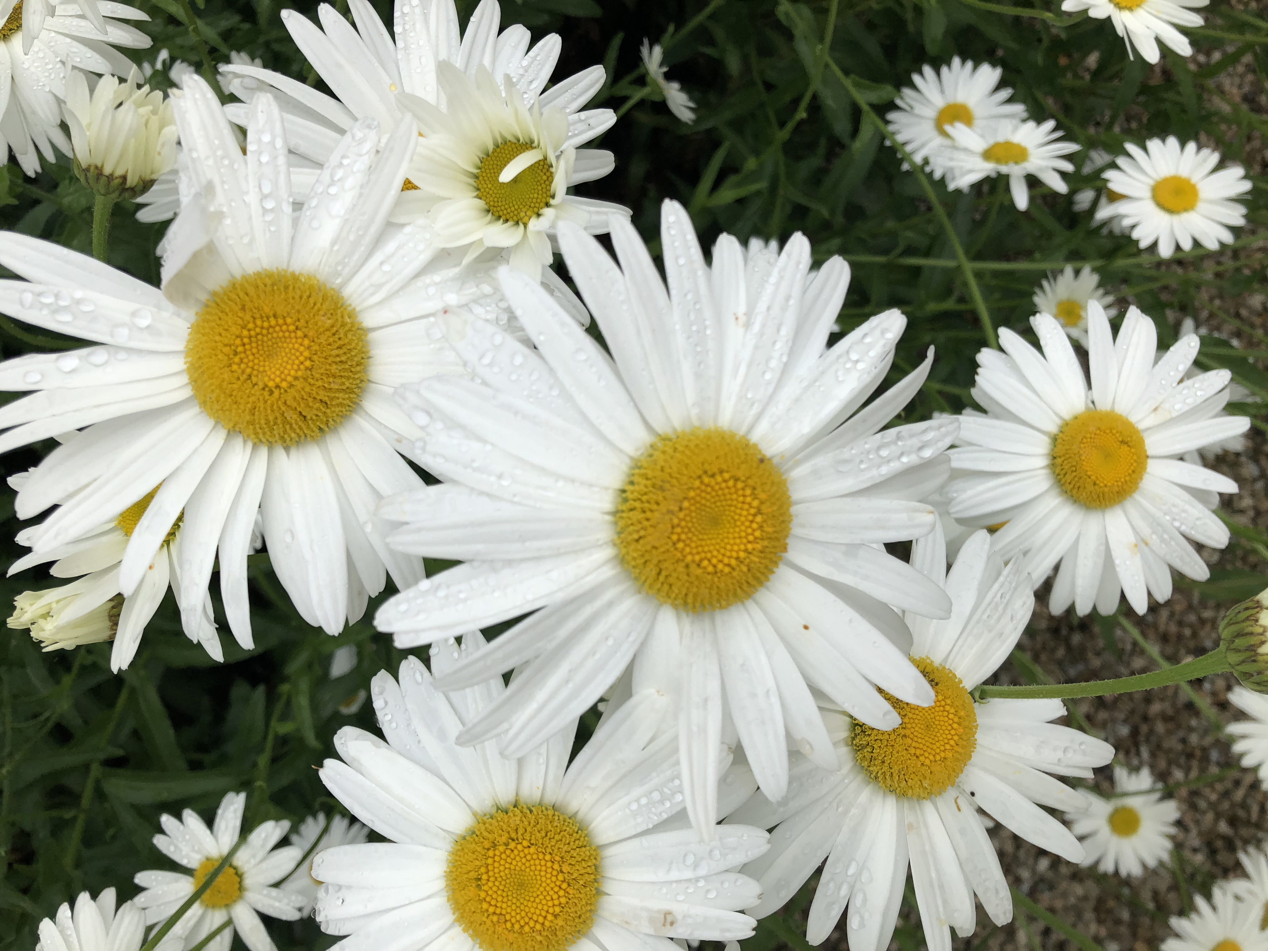 white daisis with rain stuck to their petals, Galway, Ireland, Jul 2018