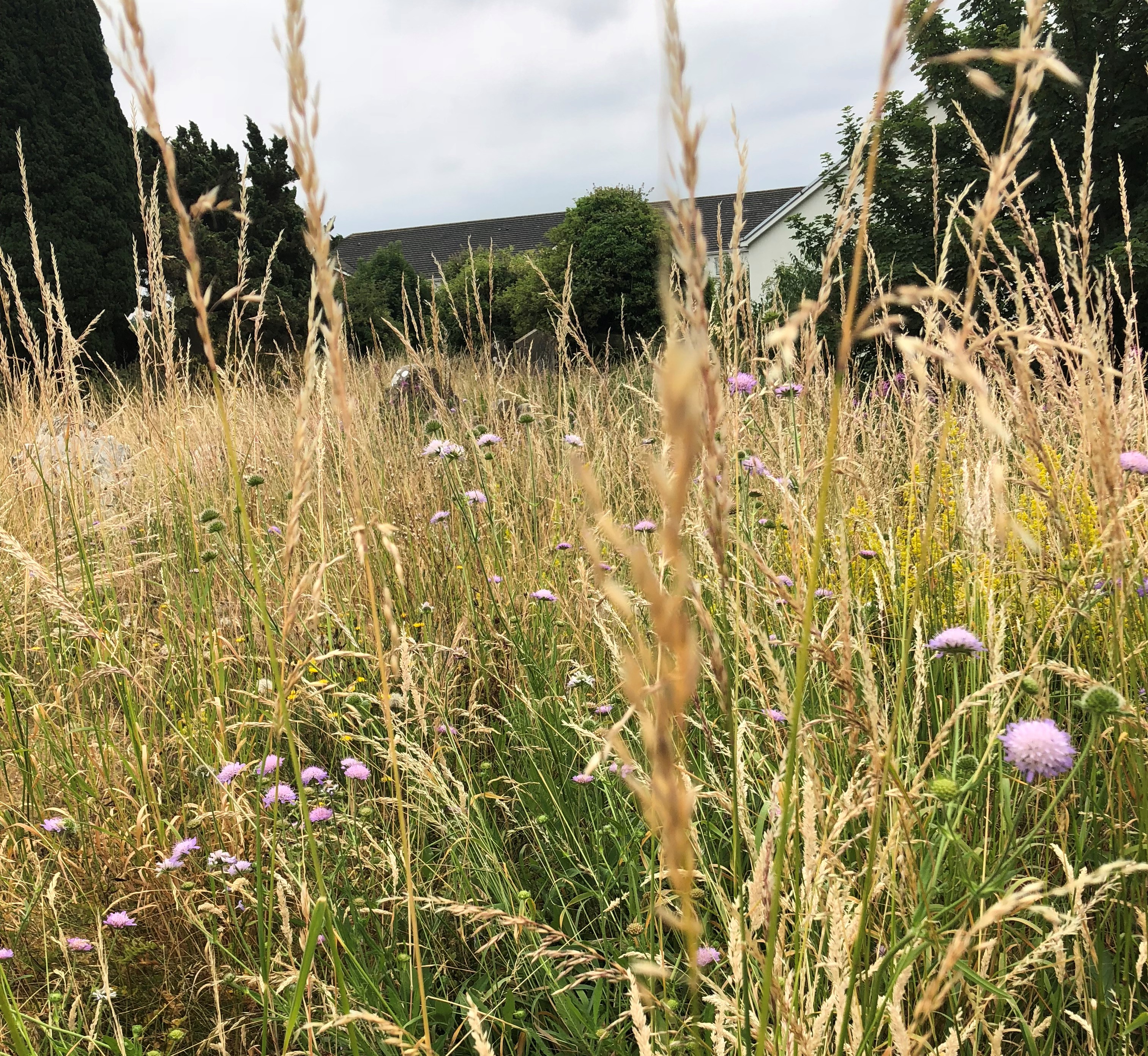 purple dandelions peeking through nettles, Lucan, Ireland, Jul 2018