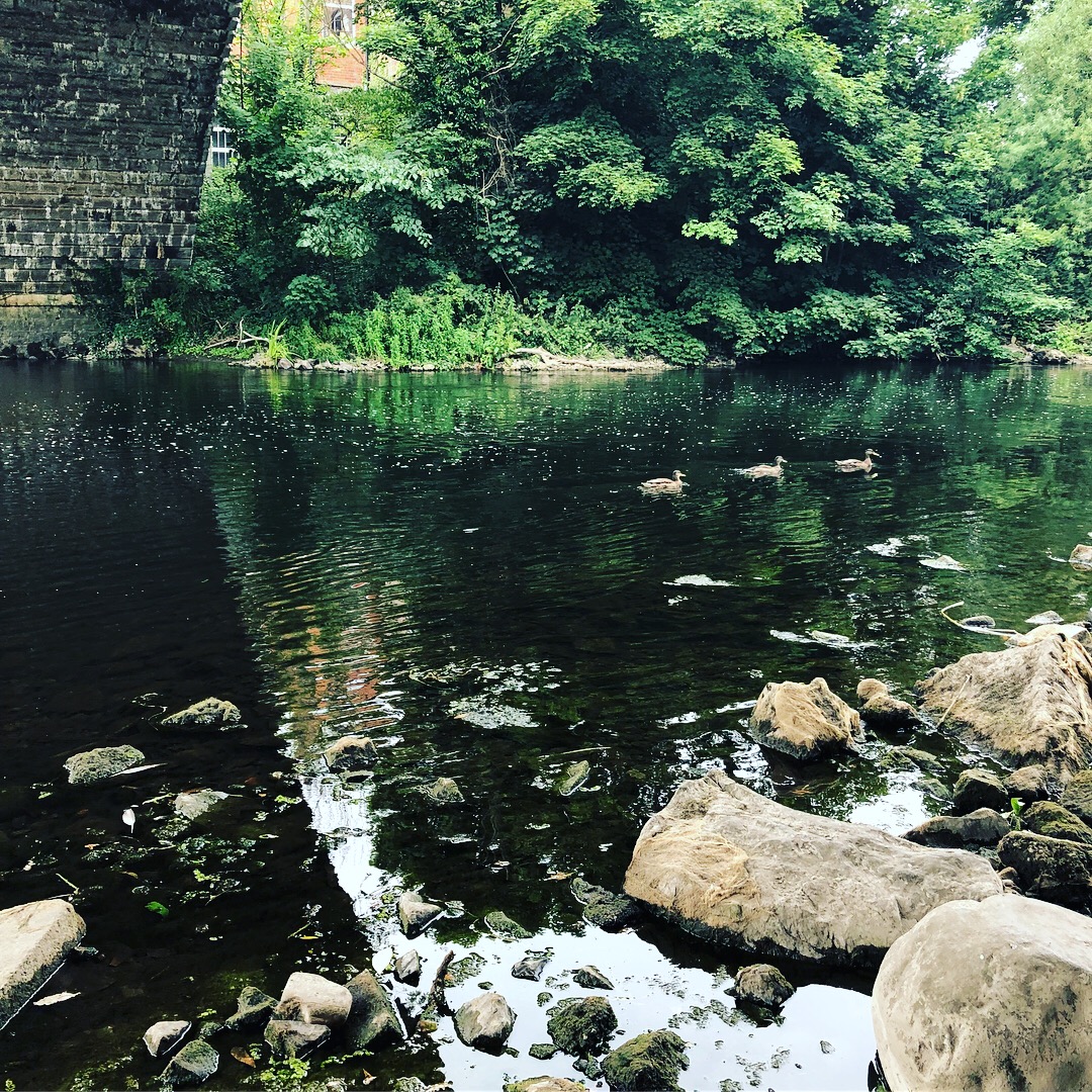 ducks swimming downstream beneath a bridge in Lucan, Ireland