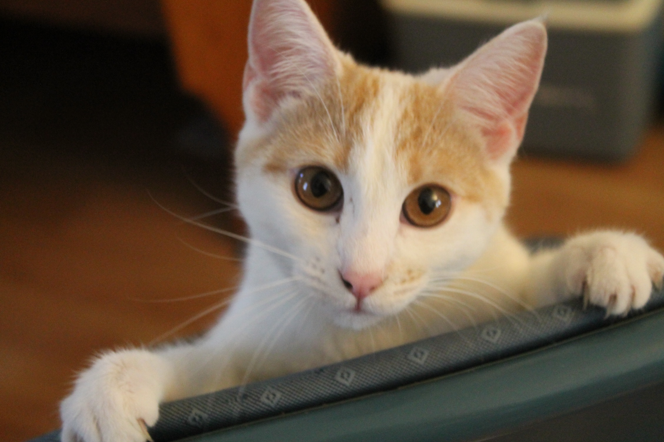 a small cat with white fur and orange spots