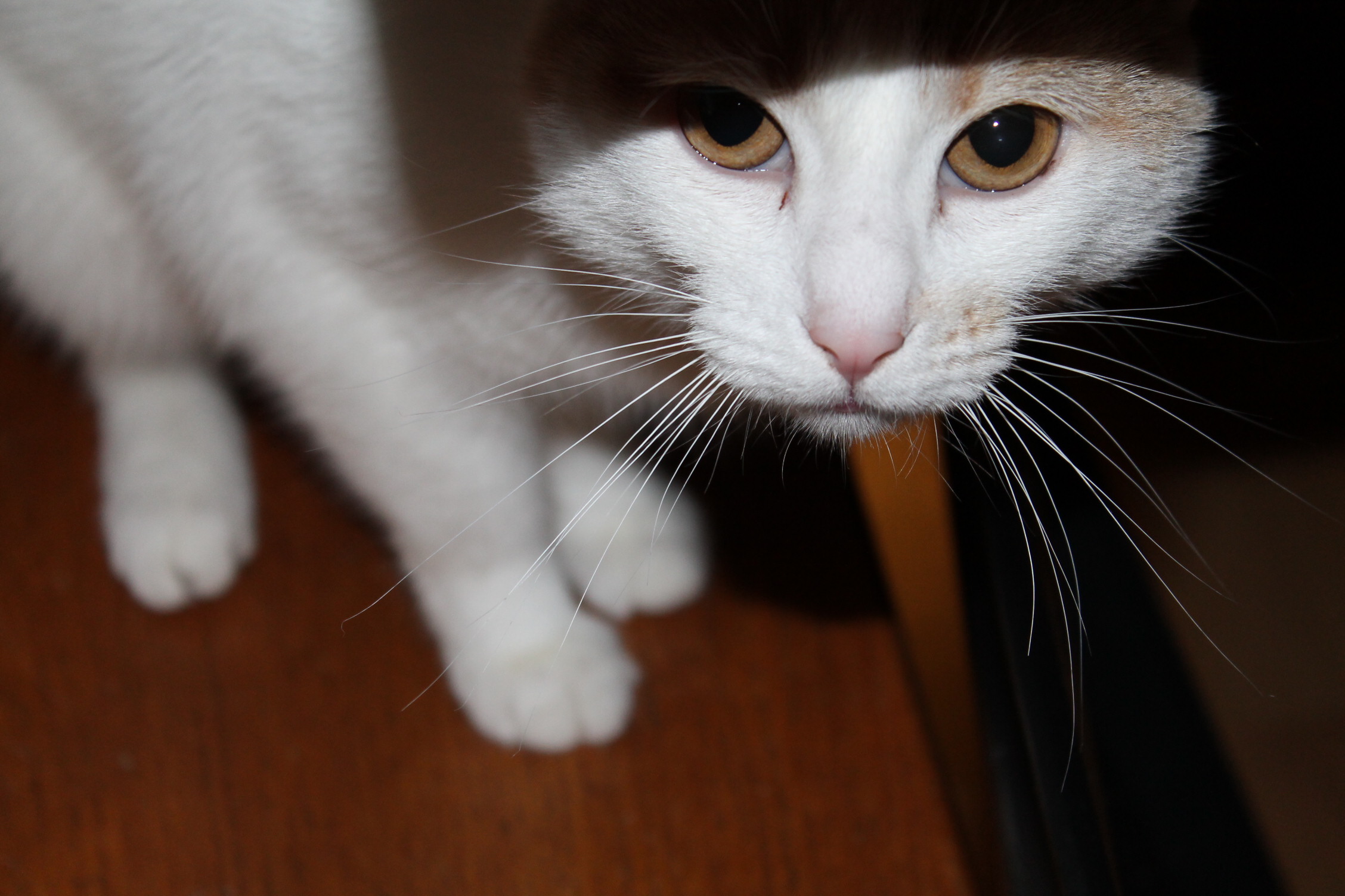 white and orange cat looking directly at the camera