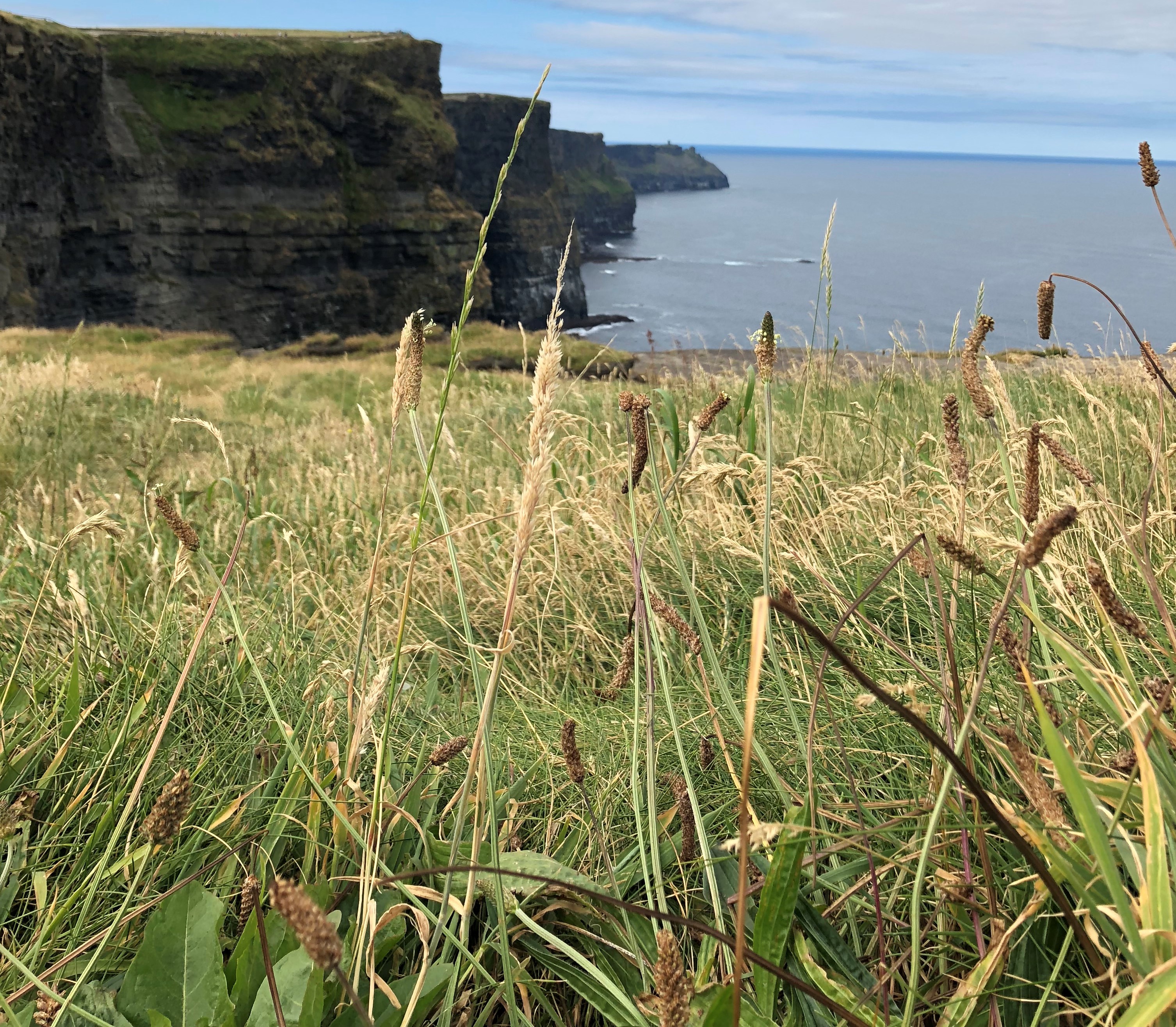 a view of the Cliffs of Moher through some weeds along the path, Galway, Ireland, June 2018